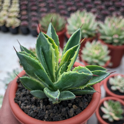 Agave Potatorum CV. Cubic Lite Variegated, real gallery image #2 plants. Picture taken directly from kaktus.id community Agave farmer green houses.