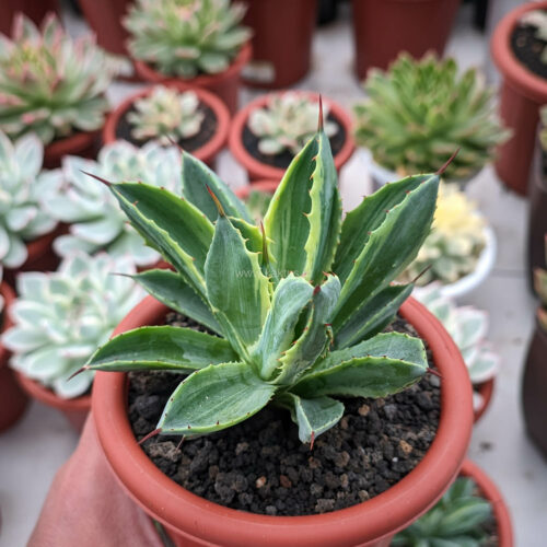 Agave Potatorum CV. Cubic Lite Variegated, real gallery image #1 plants. Picture taken directly from kaktus.id community Agave farmer green houses.