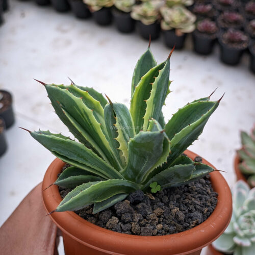 Agave Potatorum CV. Cubic Lite Variegated, real gallery image #6 plants. Picture taken directly from kaktus.id community Agave farmer green houses.