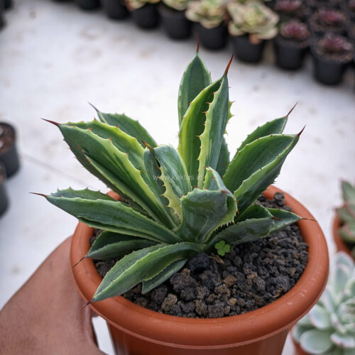 Agave Potatorum CV. Cubic Lite Variegated, real gallery image #7 plants. Picture taken directly from kaktus.id community Agave farmer green houses.