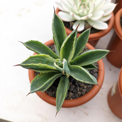 Agave Potatorum CV. Cubic Lite Variegated, real gallery image #8 plants. Picture taken directly from kaktus.id community Agave farmer green houses.