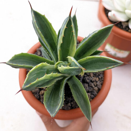 Agave Potatorum CV. Cubic Lite Variegated, real gallery image #9 plants. Picture taken directly from kaktus.id community Agave farmer green houses.