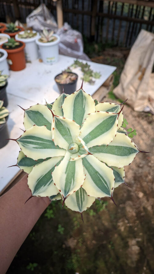 Agave Potatorum Super Crown, real gallery image #3 plants. Picture taken directly from kaktus.id community Agave farmer green houses.