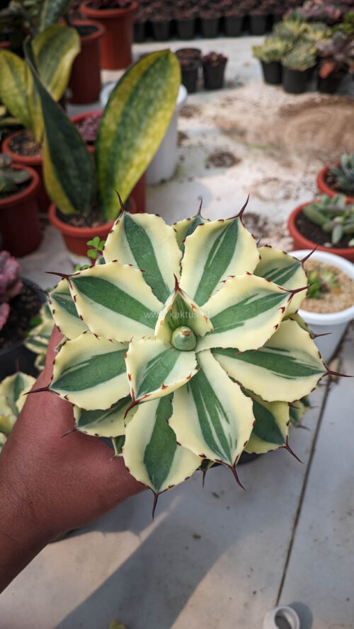 Agave Potatorum Super Crown, real gallery image #2 plants. Picture taken directly from kaktus.id community Agave farmer green houses.