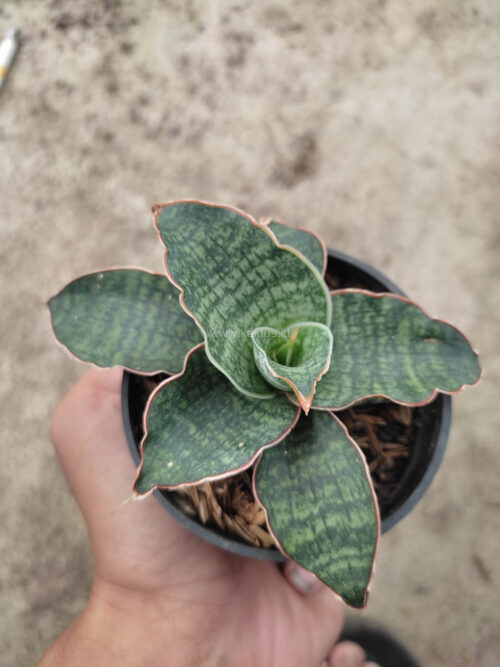 Sansevieria Horwood x Phenomenal, real gallery image #3 plants. Picture taken directly from kaktus.id community Sansevieria farmer green houses.