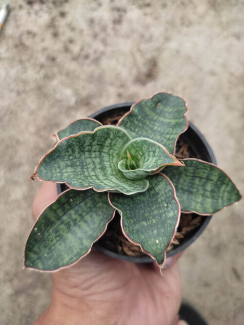 Sansevieria Horwood x Phenomenal, real gallery image #4 plants. Picture taken directly from kaktus.id community Sansevieria farmer green houses.