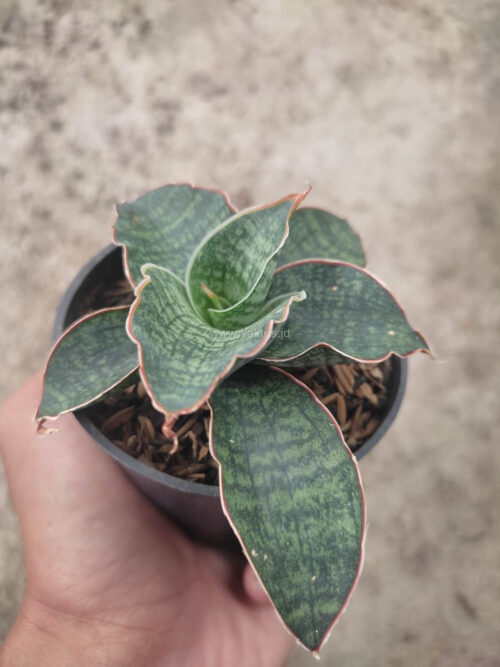 Sansevieria Horwood x Phenomenal, real gallery image #1 plants. Picture taken directly from kaktus.id community Sansevieria farmer green houses.