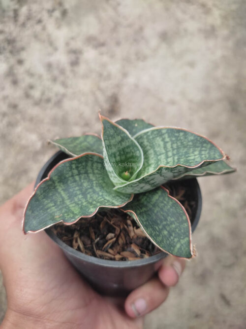 Sansevieria Horwood x Phenomenal, real gallery image #5 plants. Picture taken directly from kaktus.id community Sansevieria farmer green houses.