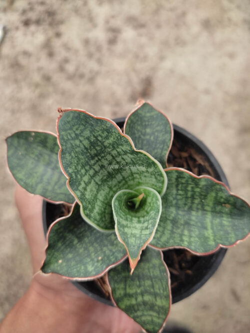 Sansevieria Horwood x Phenomenal, real gallery image #2 plants. Picture taken directly from kaktus.id community Sansevieria farmer green houses.