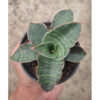 Sansevieria Horwood x Phenomenal, real feature image plant. Picture taken directly from kaktus.id community Sansevieria farmer green houses.