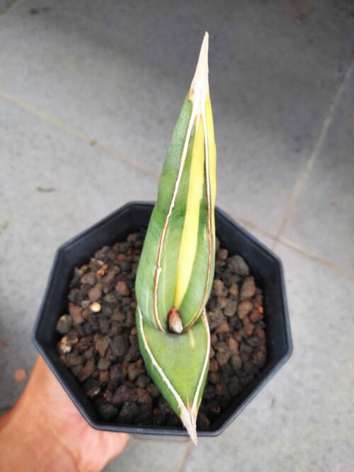 Sansevieria Banana Short Variegated, real gallery image #10 plants. Picture taken directly from kaktus.id community Sansevieria farmer green houses.