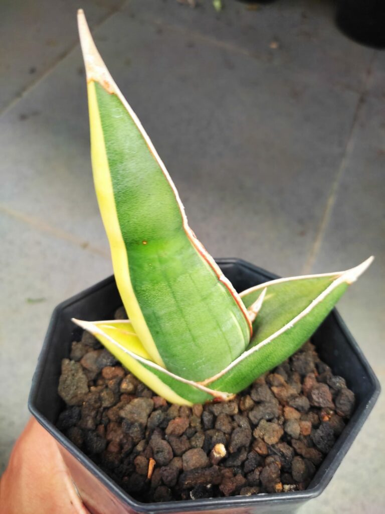 kaktus.id