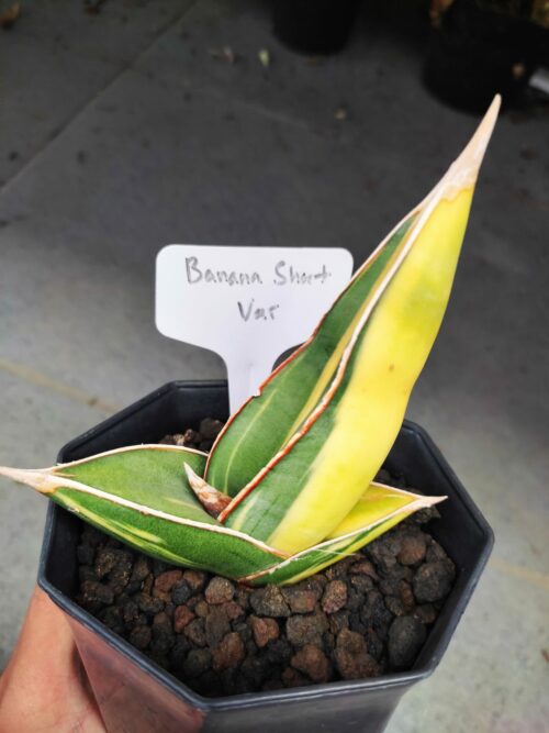 Sansevieria Banana Short Variegated, real gallery image #8 plants. Picture taken directly from kaktus.id community Sansevieria farmer green houses.