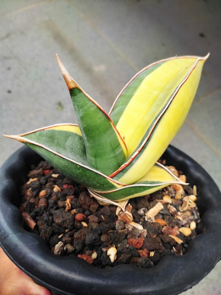 kaktus.id