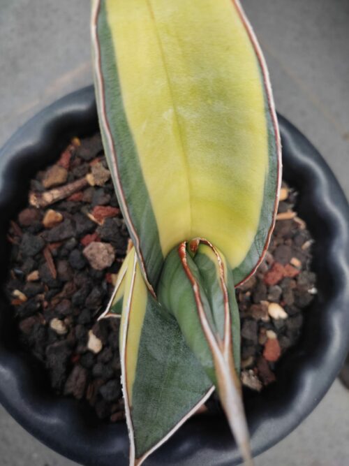 Sansevieria Banana Short Variegated, real gallery image #4 plants. Picture taken directly from kaktus.id community Sansevieria farmer green houses.