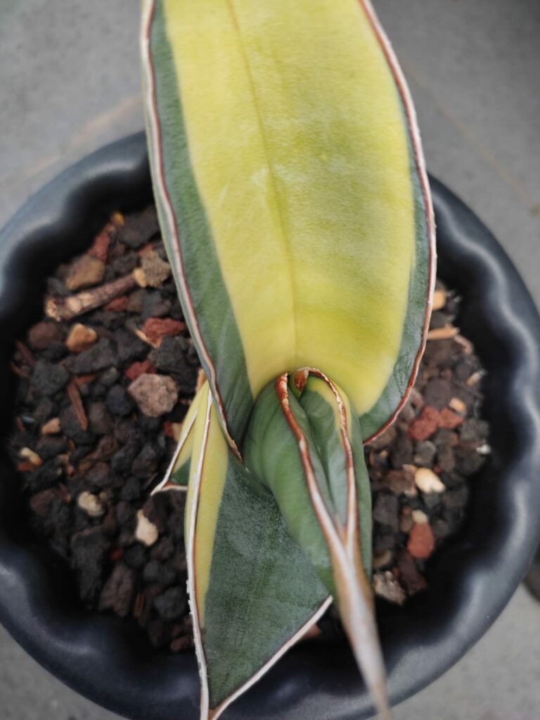 kaktus.id