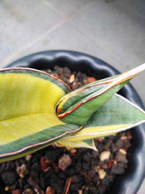 Sansevieria Banana Short Variegated, real gallery image #1 plants. Picture taken directly from kaktus.id community Sansevieria farmer green houses.
