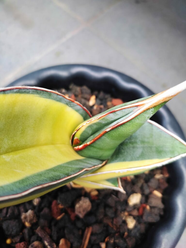 kaktus.id
