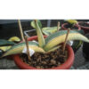 Sansevieria Banana Long Variegated, real feature image plant. Picture taken directly from kaktus.id community Sansevieria farmer green houses.