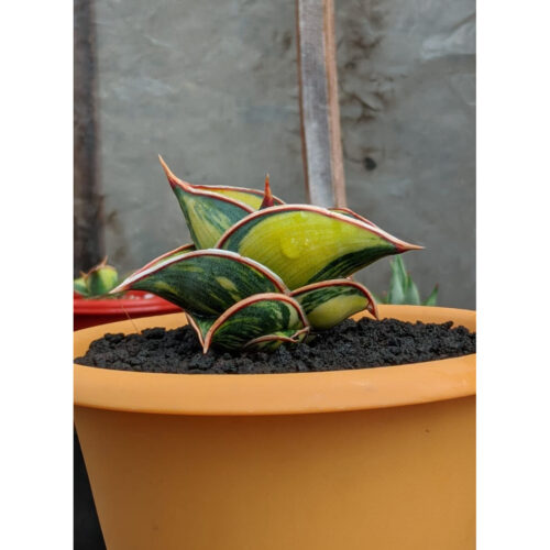 1166. Sansevieria Rorida Lite Variegated