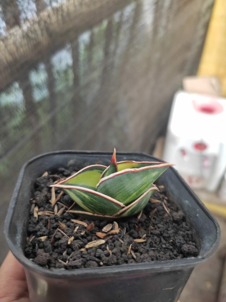 kaktus.id