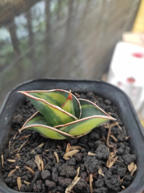 Sansevieria Rorida Lite Variegated, real gallery image #11 plants. Picture taken directly from kaktus.id community Sansevieria farmer green houses.