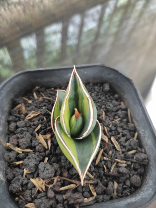 Sansevieria Rorida Lite Variegated, real gallery image #2 plants. Picture taken directly from kaktus.id community Sansevieria farmer green houses.