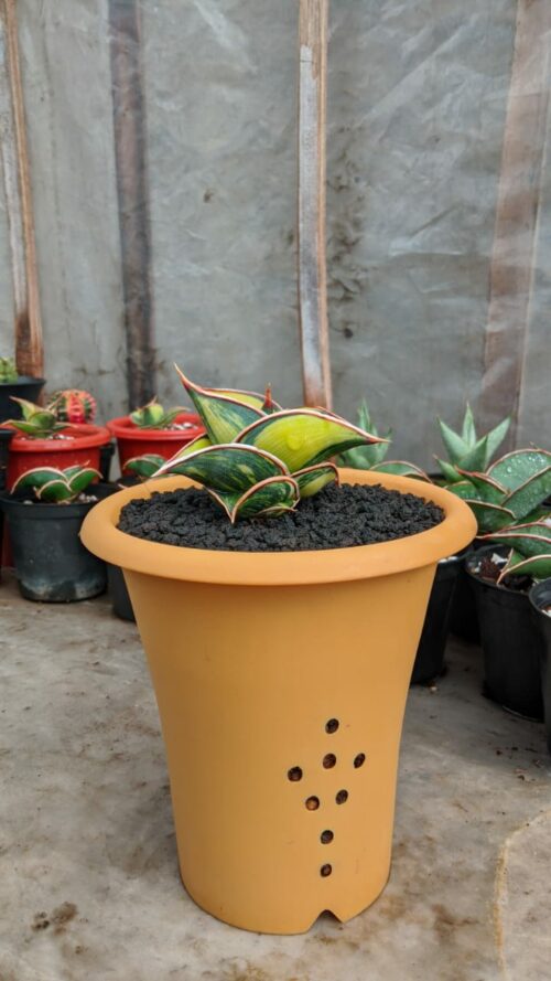 Sansevieria Rorida Lite Variegated, real gallery image #12 plants. Picture taken directly from kaktus.id community Sansevieria farmer green houses.