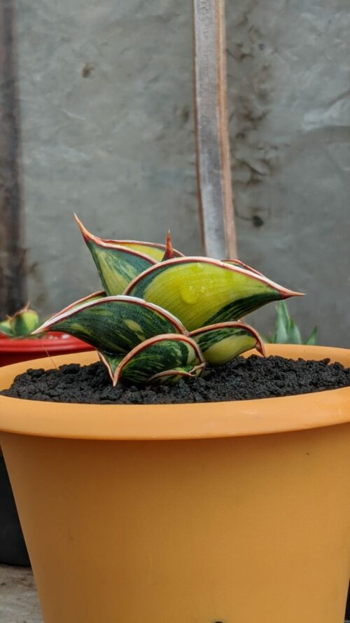 Sansevieria Rorida Lite Variegated, real gallery image #6 plants. Picture taken directly from kaktus.id community Sansevieria farmer green houses.