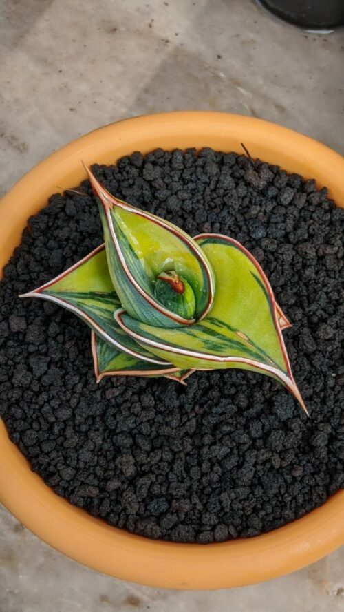 Sansevieria Rorida Lite Variegated, real gallery image #8 plants. Picture taken directly from kaktus.id community Sansevieria farmer green houses.