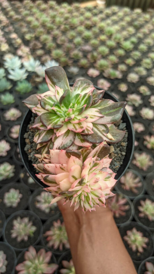 Echeveria Black Pink Prince Cluster, real gallery image #4 plants. Picture taken directly from kaktus.id community Echeveria farmer green houses.
