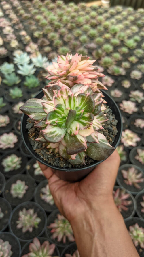 Echeveria Black Pink Prince Cluster, real gallery image #7 plants. Picture taken directly from kaktus.id community Echeveria farmer green houses.