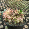 Echeveria Black Pink Prince Cluster, real gallery image #16 plants. Picture taken directly from kaktus.id community Echeveria farmer green houses.