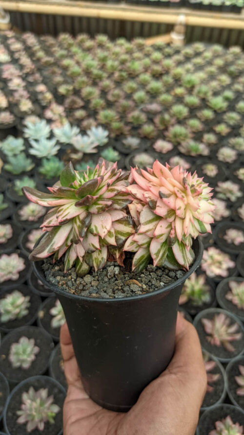 Echeveria Black Pink Prince Cluster, real gallery image #2 plants. Picture taken directly from kaktus.id community Echeveria farmer green houses.