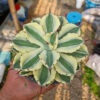 Agave Potatorum Super Crown, real feature image plant. Picture taken directly from kaktus.id community Agave farmer green houses.