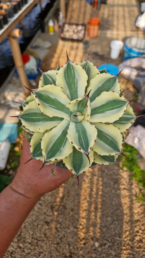 Agave Potatorum Super Crown, real gallery image #4 plants. Picture taken directly from kaktus.id community Agave farmer green houses.