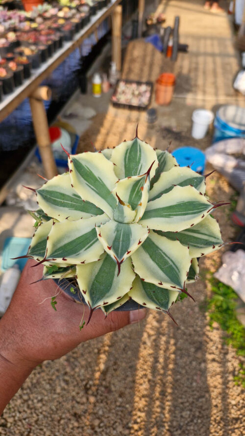 Agave Potatorum Super Crown, real gallery image #1 plants. Picture taken directly from kaktus.id community Agave farmer green houses.