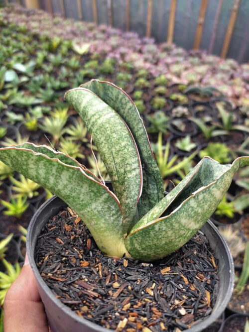 Sansevieria Sinus Zimbabwe, real gallery image #2 plants. Picture taken directly from kaktus.id community Sansevieria farmer green houses.