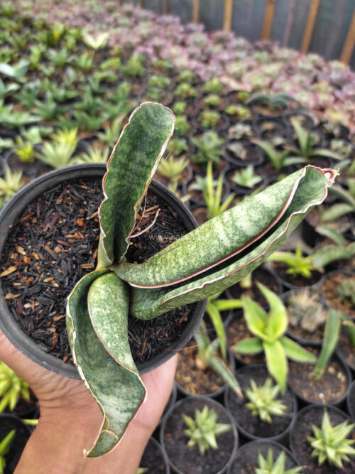 Sansevieria Sinus Zimbabwe, real gallery image #3 plants. Picture taken directly from kaktus.id community Sansevieria farmer green houses.