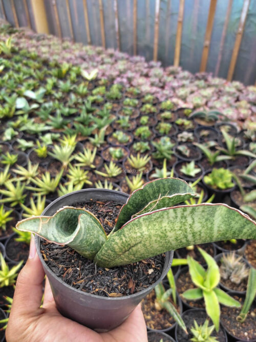 Sansevieria Sinus Zimbabwe, real gallery image #4 plants. Picture taken directly from kaktus.id community Sansevieria farmer green houses.