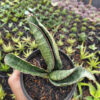 Sansevieria Sinus Zimbabwe, real feature image plant. Picture taken directly from kaktus.id community Sansevieria farmer green houses.