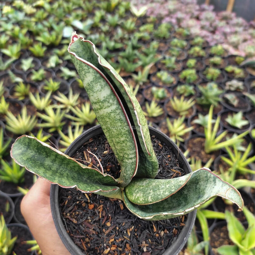 SANSEVIERIA SINUS-SIMIORUM `ZIMBABWE` 【公式通販】