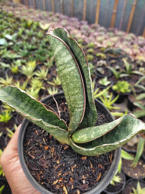 Sansevieria Sinus Zimbabwe, real gallery image #1 plants. Picture taken directly from kaktus.id community Sansevieria farmer green houses.