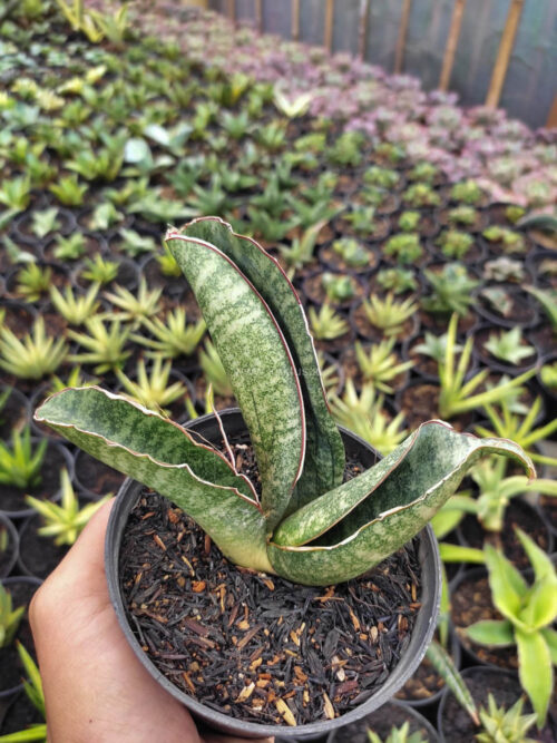 Sansevieria Sinus Zimbabwe, real gallery image #5 plants. Picture taken directly from kaktus.id community Sansevieria farmer green houses.