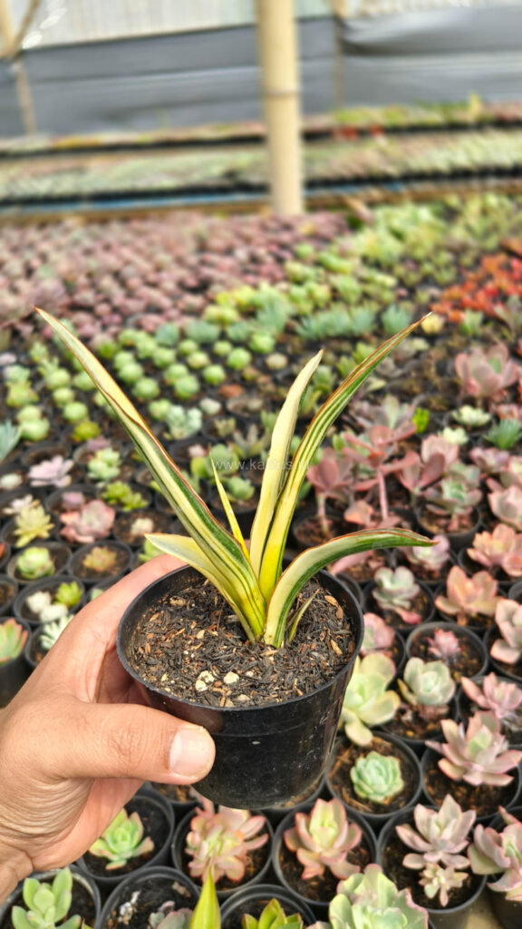 kaktus.id