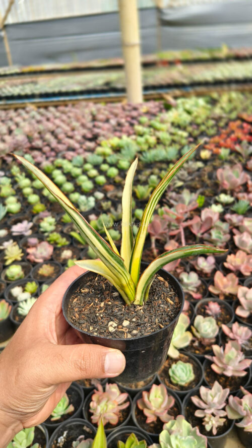 Sansevieria Midnight Fountain Variegated, real gallery image #12 plants. Picture taken directly from kaktus.id community Sansevieria farmer green houses.