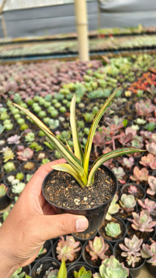 Sansevieria Midnight Fountain Variegated, real gallery image #13 plants. Picture taken directly from kaktus.id community Sansevieria farmer green houses.