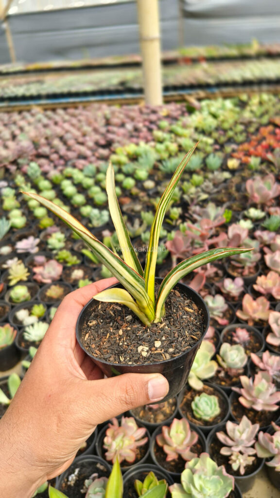 kaktus.id