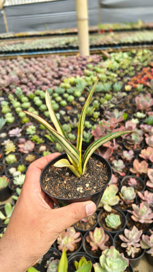 Sansevieria Midnight Fountain Variegated, real gallery image #15 plants. Picture taken directly from kaktus.id community Sansevieria farmer green houses.