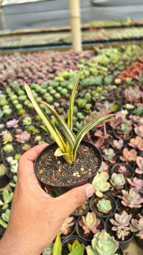 Sansevieria Midnight Fountain Variegated, real gallery image #16 plants. Picture taken directly from kaktus.id community Sansevieria farmer green houses.